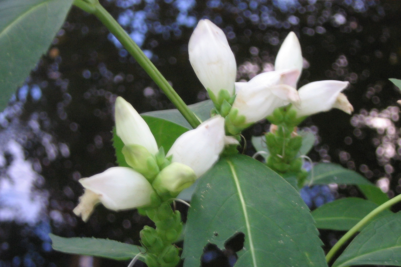 Blueberry Plant Flowers