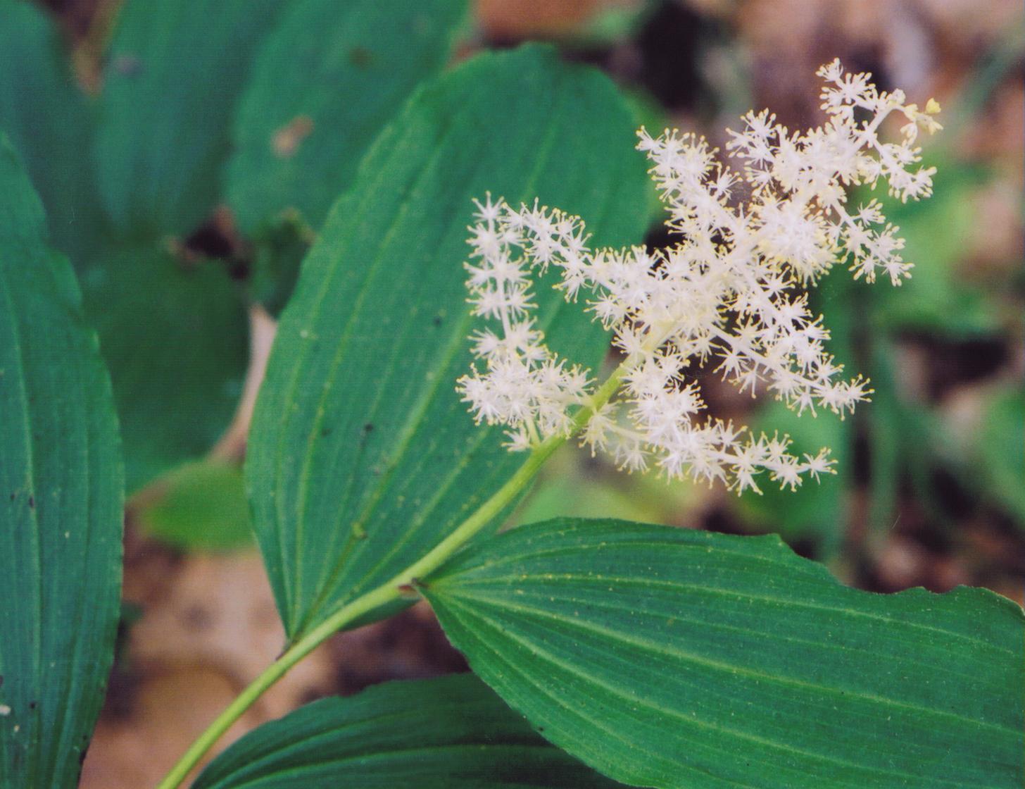 False Solomon's Seal